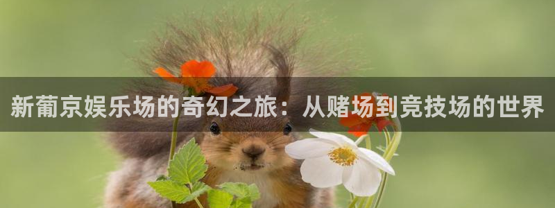 jjb竞技宝app：新葡京娱乐场的奇幻之旅：从赌场到竞技场的世界